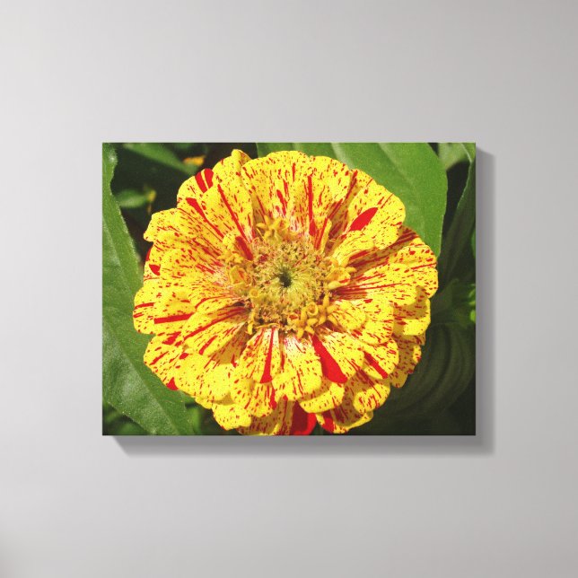 Beautiful Zinnia Canvas Print (Front)