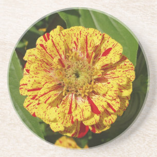 Beautiful Zinnia Coaster