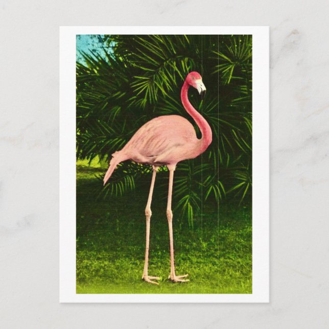 Beautifully Pink Flamingo Postcard (Front)