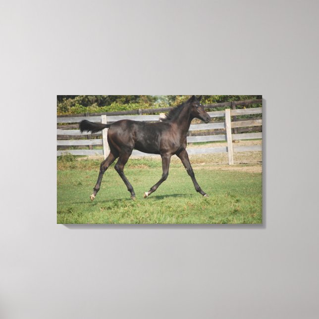 Beautuful Horse running through the field Canvas Print (Front)