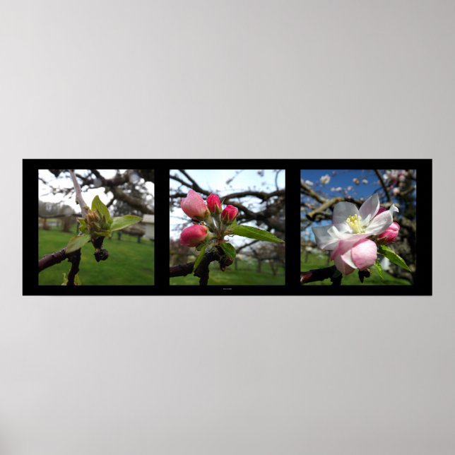 Beauty Comes Poster (Front)