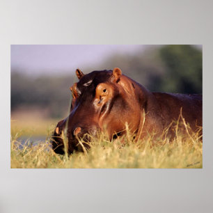 Beauty Hippopotamus Portrait Poster