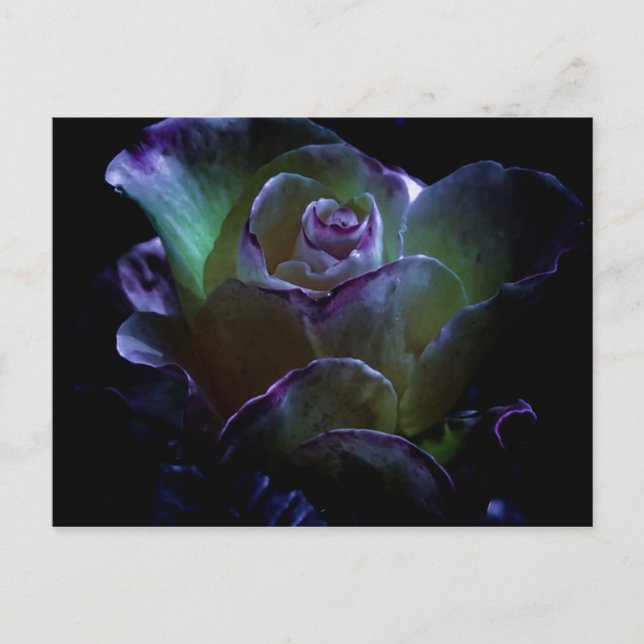 Beauty In Bloom Postcard (Front)