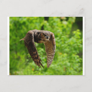 Beauty in flight postcard
