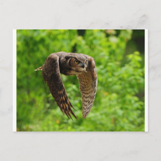 Beauty in flight postcard