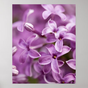 Beauty in nature - Purple Lilac Poster