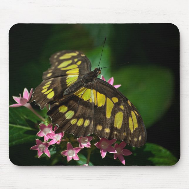 Beauty in the Stars Mousepad (Front)