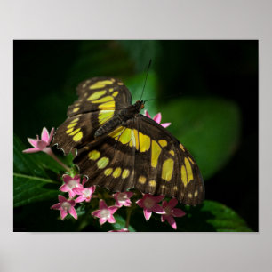 Beauty in the Stars Print