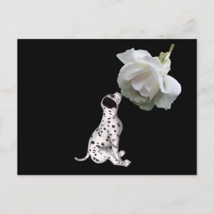 Beauty Innocence Dalmatian And Rose Postcard