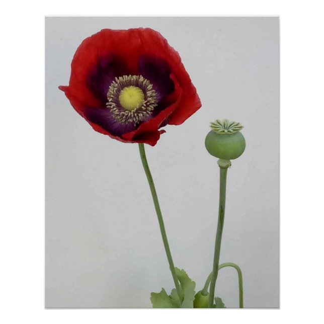 Beauty is also the Beast. Poster (Front)