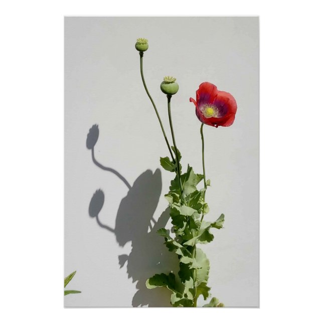 Beauty is also the Beast. Poster (Front)