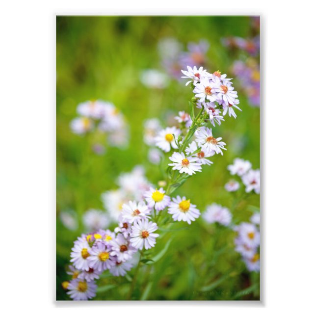 Beauty Line Photo Print (Front)