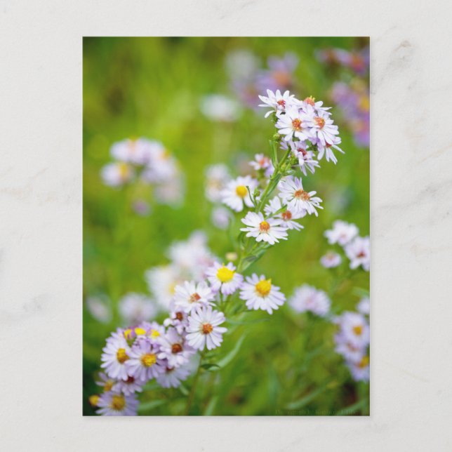 Beauty Line Postcard (Front)