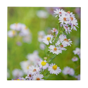 Beauty Line Tile