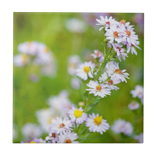 Beauty Line Tile (Front)