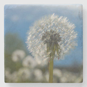 Beauty Of A Dandelion Stone Coaster