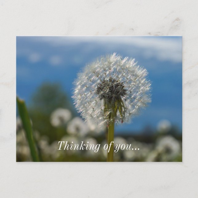 Beauty Of A Dandelion Thinking Of You Postcard (Front)