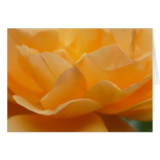 Beauty Of A Rose (Front Horizontal)