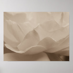 Beauty Of A Rose Sepia Poster