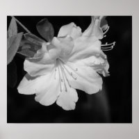 Beauty of Spring II