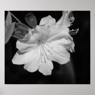 Beauty of Spring II Poster