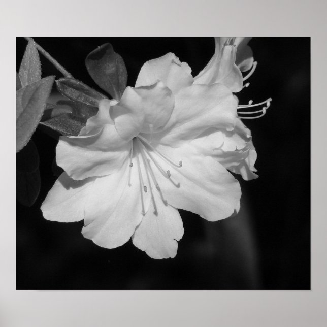 Beauty of Spring II Poster (Front)