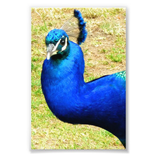 Beauty of the Peacock Photo Print (Front)