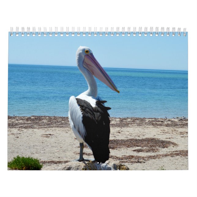 Beauty Of The Pelicans Australian 2019, Calendar (Cover)