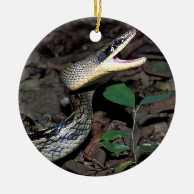 Beauty rat snake ceramic tree decoration (Front)