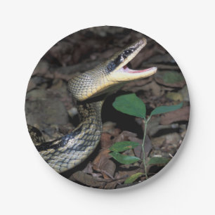 Beauty rat snake paper plate