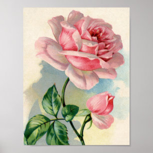 Beauty Rose Pink 8.5x11 Poster Unframed