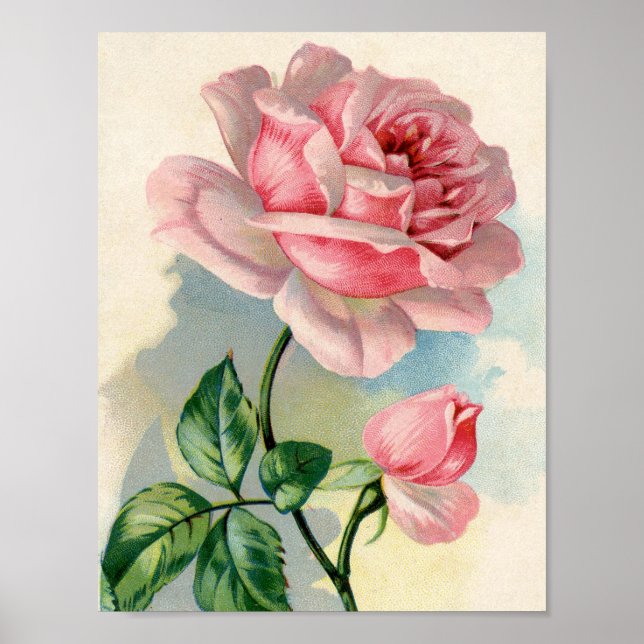 Beauty Rose Pink 8.5x11 Poster Unframed (Front)
