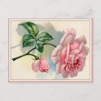 Beauty Rose Pink, Grey Postcard Horizontal