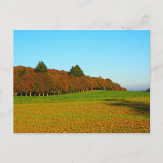 Beauty strange golden trees postcard