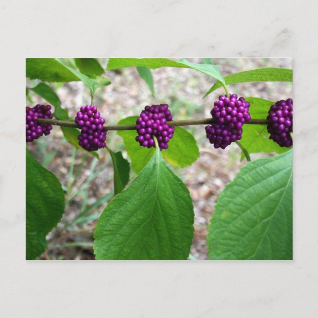 Beautyberry - Verbena Postcard (Front)