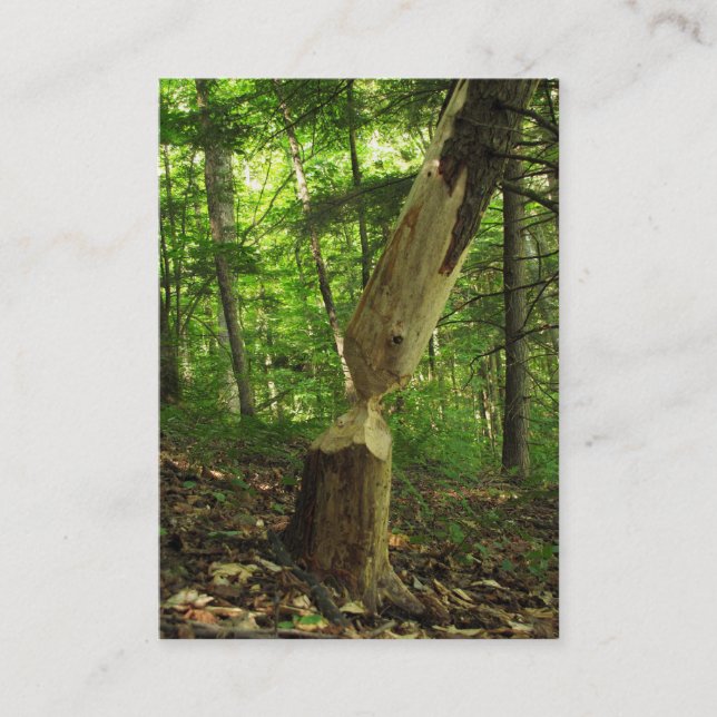 Beaver at Work ATC Business Card (Front)