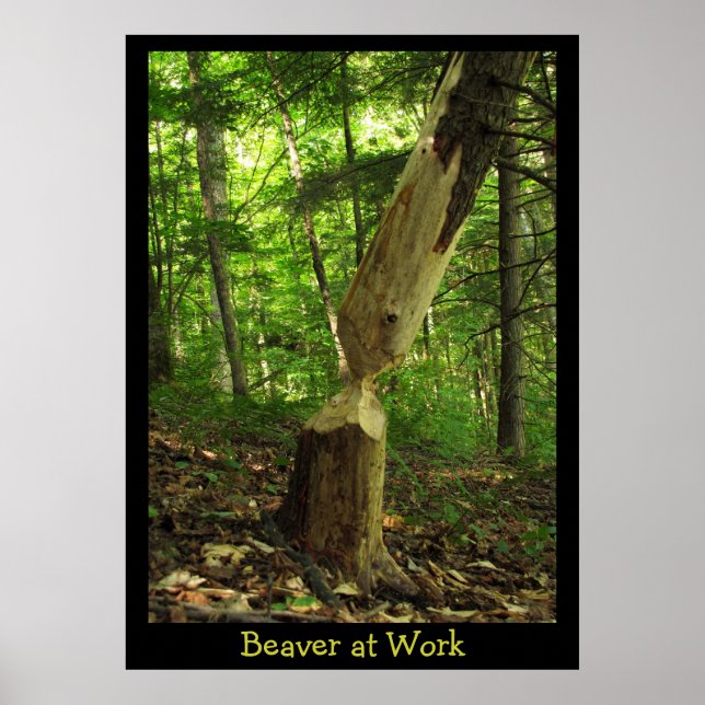 Beaver at Work Poster (Front)