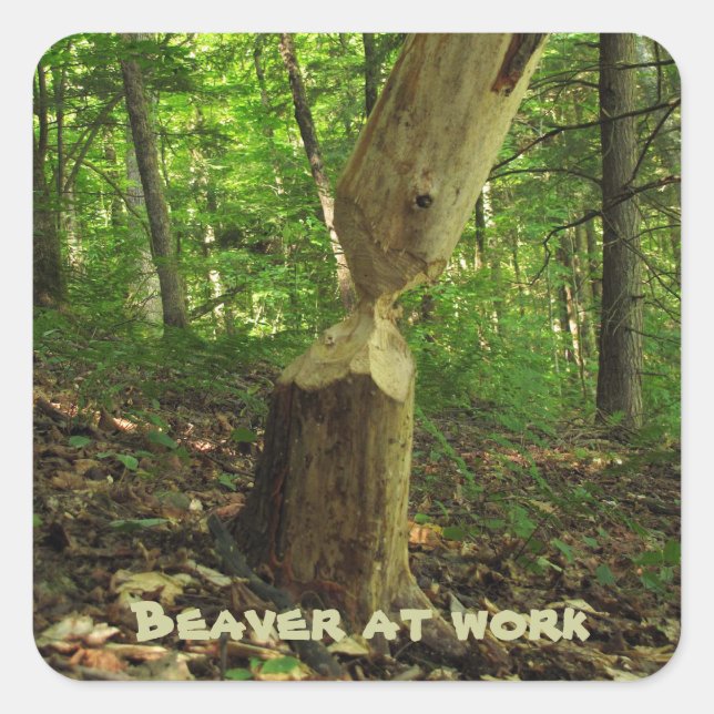 Beaver at Work Square Sticker (Front)