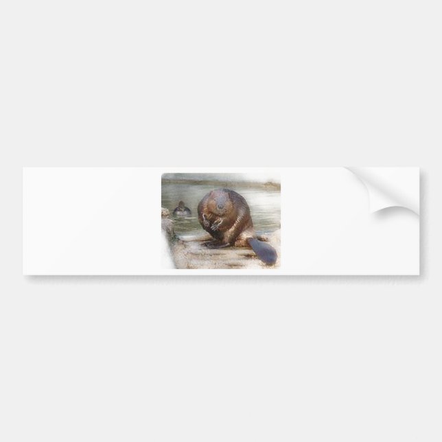 beaver bumper sticker (Front)