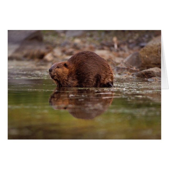 beaver, Castor canadensis, goes for a swim (Front Horizontal)