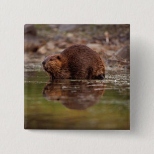 beaver, Castor canadensis, goes for a swim 15 Cm Square Badge