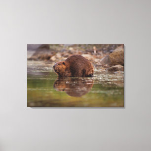 beaver, Castor canadensis, goes for a swim Canvas Print