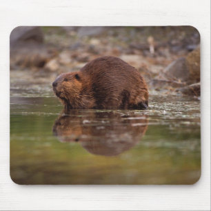 beaver, Castor canadensis, goes for a swim Mouse Mat