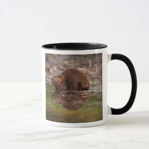 beaver, Castor canadensis, goes for a swim Mug