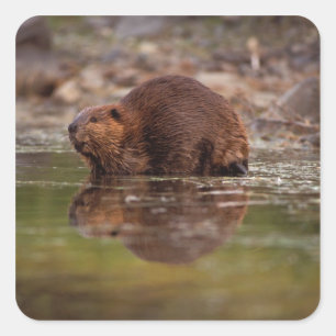 beaver, Castor canadensis, goes for a swim Square Sticker