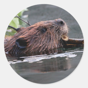 beaver classic round sticker