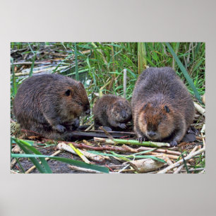 Beaver Family Poster