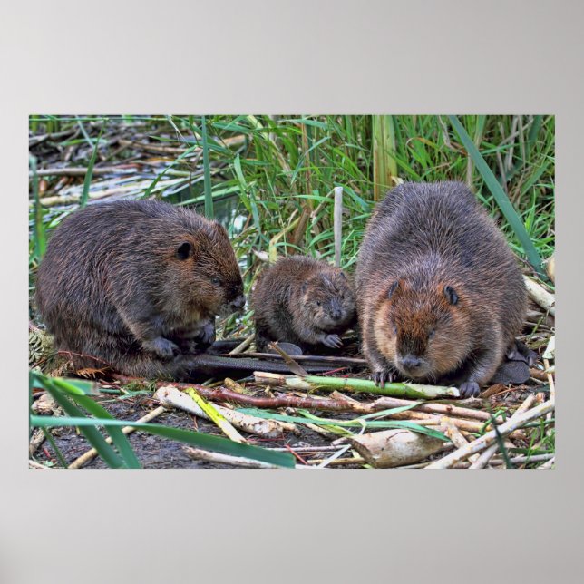 Beaver Family Poster (Front)