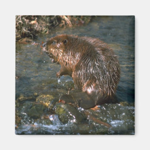 Beaver Magnet