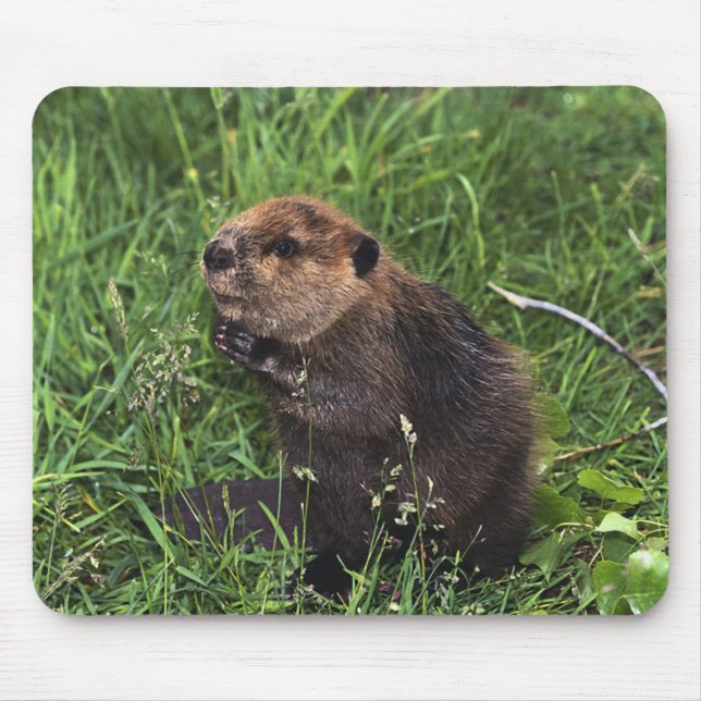 Beaver Mouse Mat (Front)